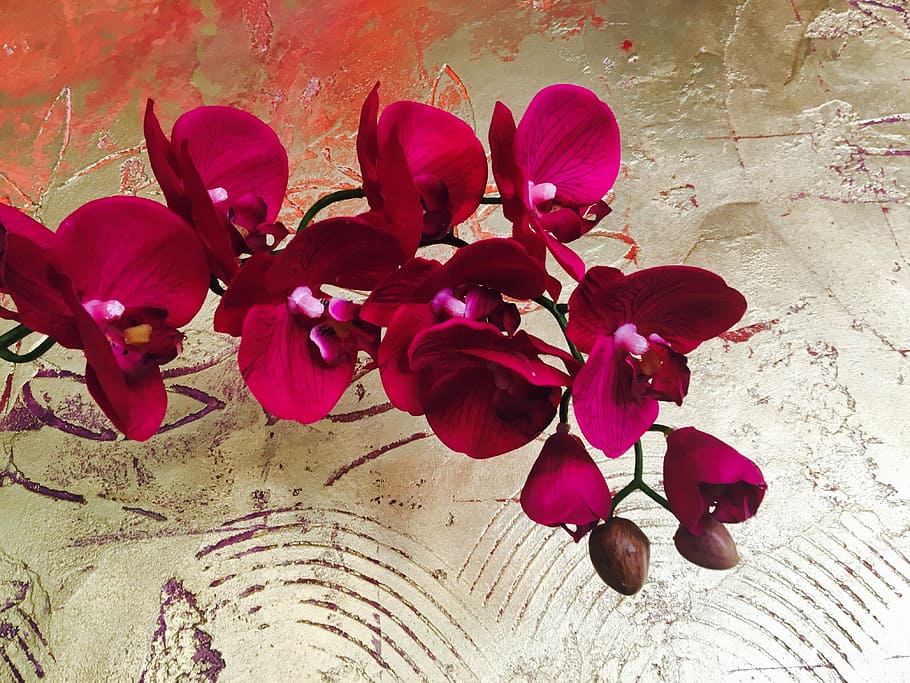 pink flowers, orchid, gold wall, plant, artificial, decoration, HD wallpaper