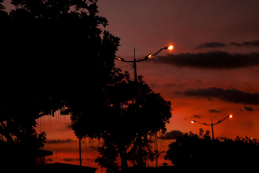 network, sky, tree, silhouette, plant, sunset, nature, orange color HD wallpaper