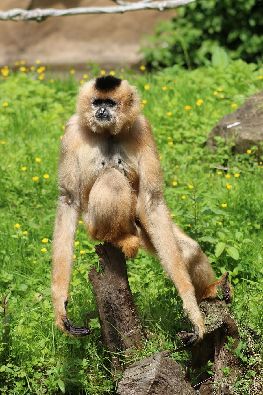 animal, monkey, relax, primate, nature, mammal, wildlife, forest HD wallpaper