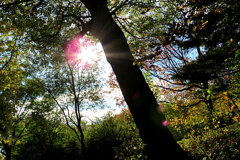 green leafed trees, Sun, Sunshine, Forest, Canada, parc, sunset HD wallpaper