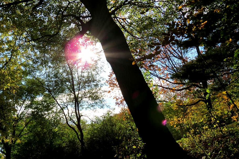 green leafed trees, Sun, Sunshine, Forest, Canada, parc, sunset HD wallpaper