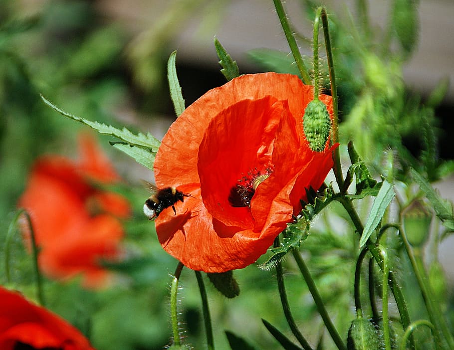 bumblebee, poppies, flight, pollen, the collection of, work HD wallpaper