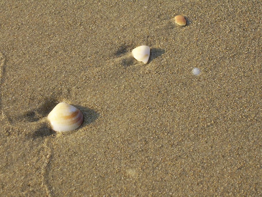 Seashells, Beach, Tropical, Nature, vacation, sand, tourism HD wallpaper