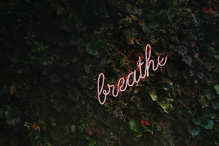 Breathe neon signage, Breathe neon-signage on green plants, neon light