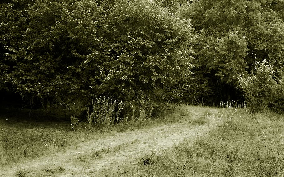 Path, Mysterious, Danger, leading, grass, nature, tree, forest HD wallpaper