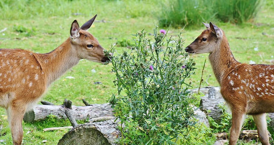 green leafed plants between goats, roe deer, kitz, wild, forest HD wallpaper