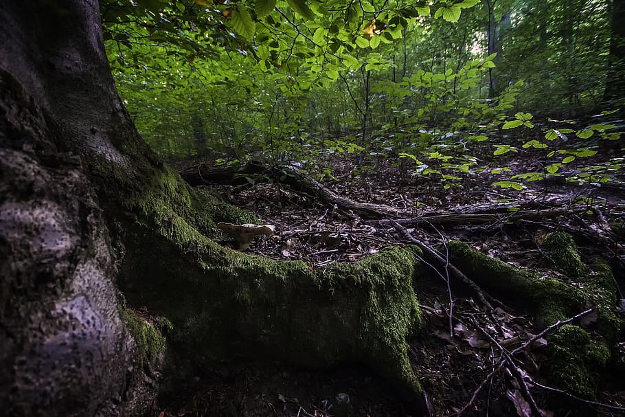 Green Leafed Tree, forest, leaves, moss, nature, outdoors, trees HD wallpaper