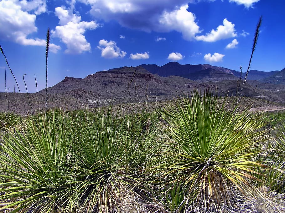texas, landscape, scenic, mountains, plants, sky, clouds, nature HD wallpaper