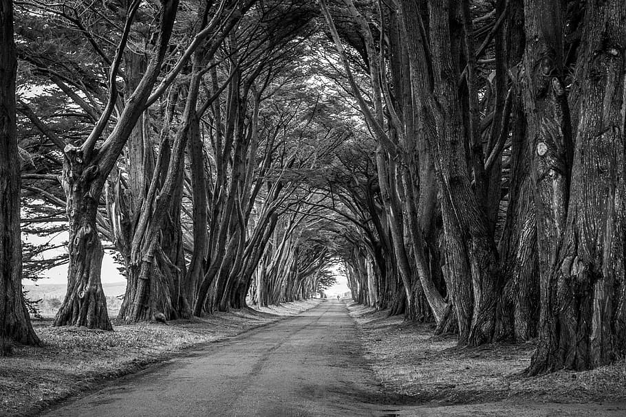 roadway in between trees grayscale photo, branches, park, scenic HD wallpaper