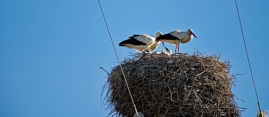 nest, ave, bird, animal themes, vertebrate, animal nest, animals in the wild HD wallpaper