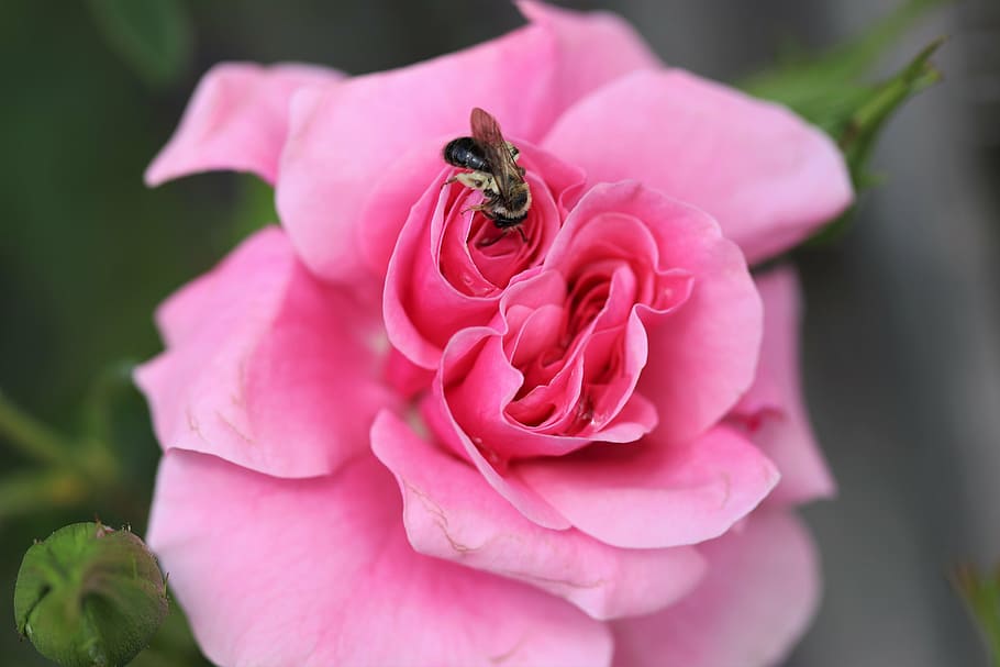 bee, rose, flower, blossom, bloom, flowering plant, pink color HD wallpaper