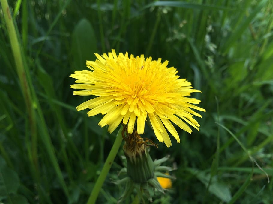 Dandelion, Blossom, Bloom, Close, Yellow, pointed flower, fragility HD wallpaper