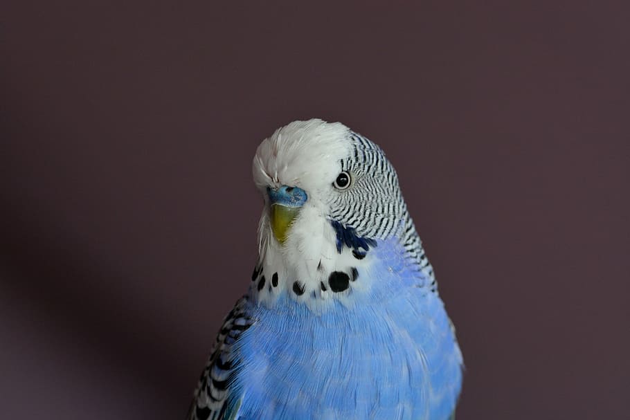selective focus photography blue and white budgerigar, budgie