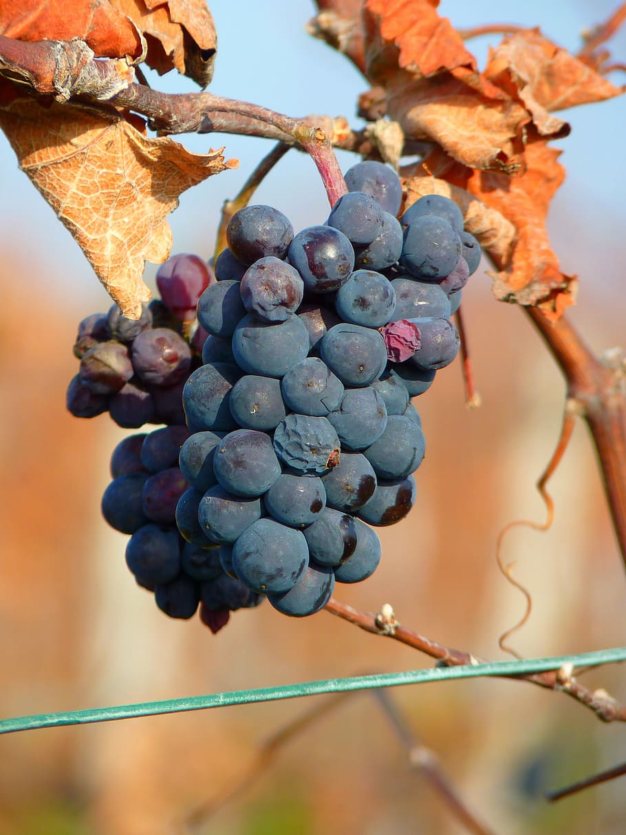 grape, grapes, fruit, vine, cultivation, wine, blue, food and drink HD wallpaper