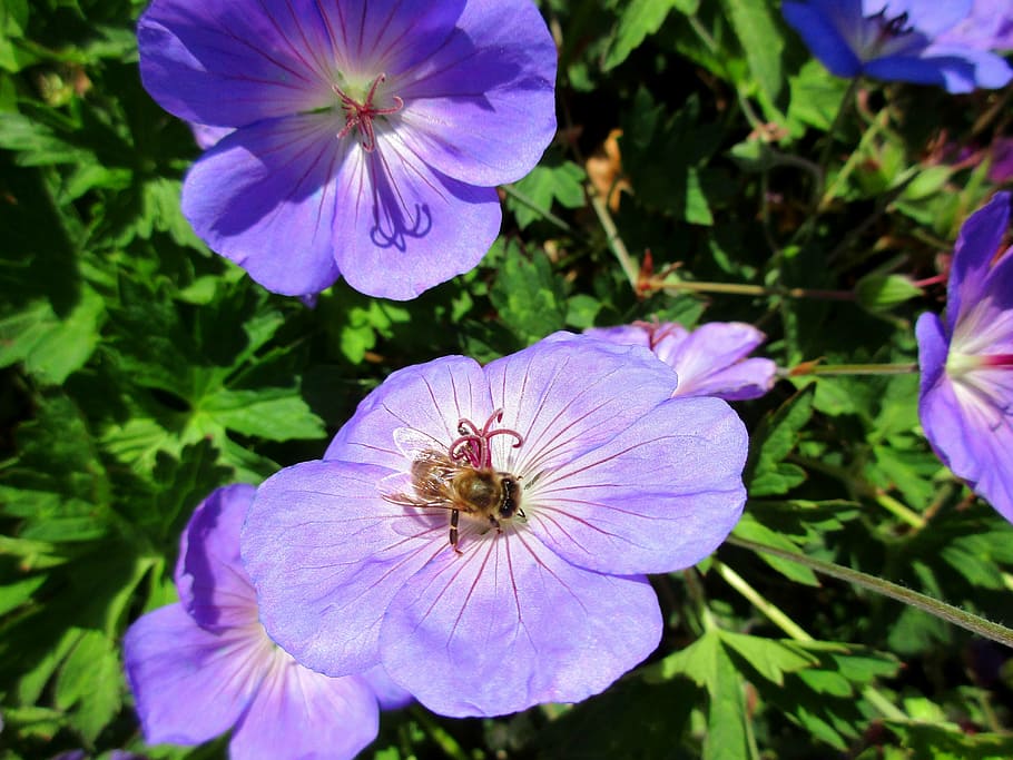 bee, flower, purple, close, insect, blossom, bloom, garden HD wallpaper