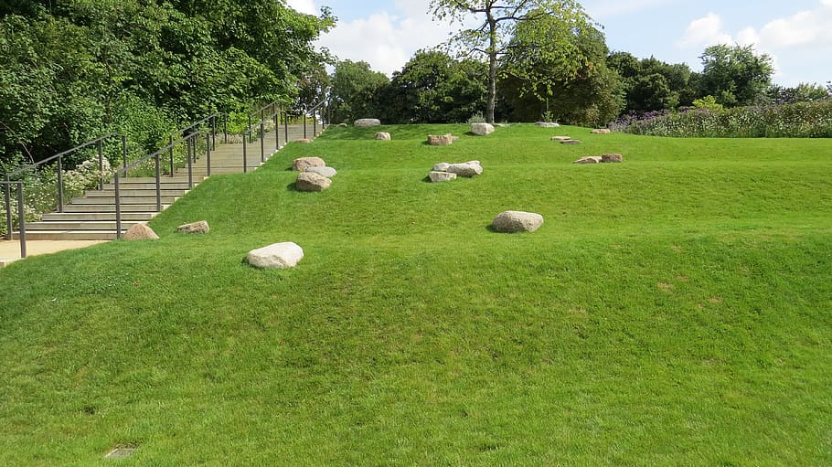 grass, rush, nature, meadow, plant, green color, tree, domestic animals HD wallpaper