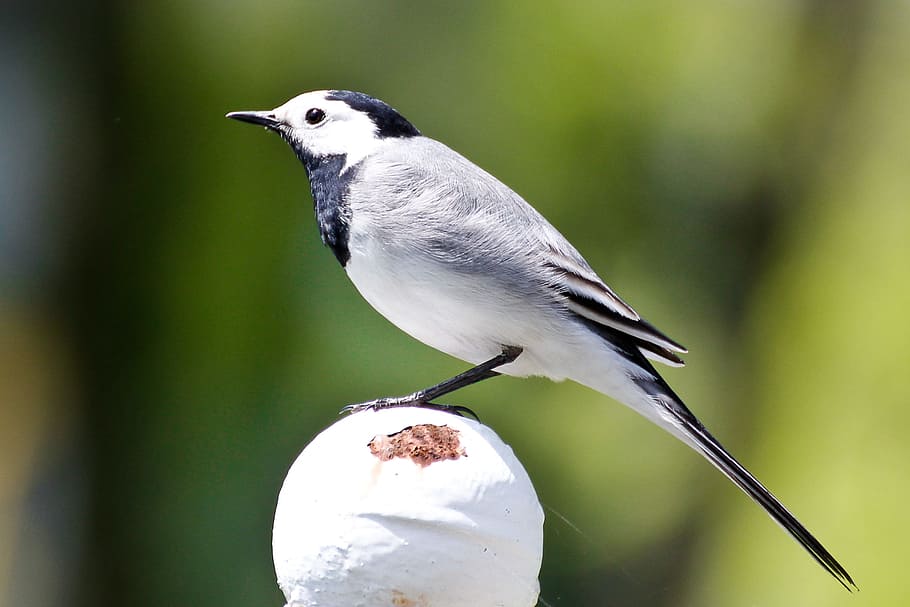 grey wagtail, bird, summer, animal themes, animal wildlife HD wallpaper