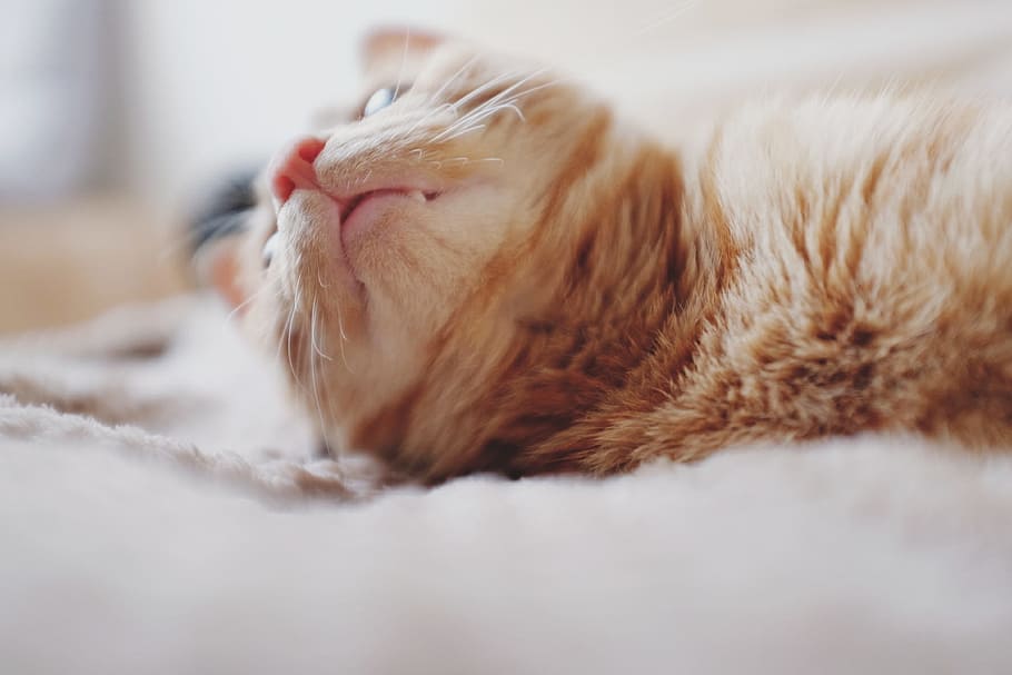 bed, animal, pet, blur, cat, close-up, domestic, fur, indoors HD wallpaper