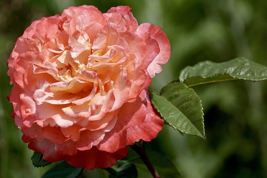 Blossom, Bloom, Flower, Salmon, rose, orange, yellow, open HD wallpaper