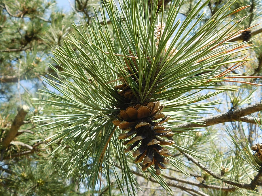 nature, pine trees, branch, coniferous Tree, fir Tree, pine Cone HD wallpaper