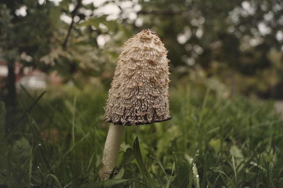 Mushroom, Coprinus, Hat, Grass, after the rain, autumn, nature HD wallpaper