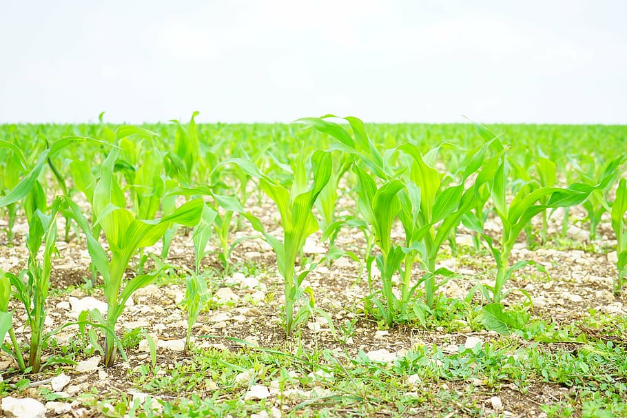 cornfield, arable, young plants, frisch, agriculture, crops