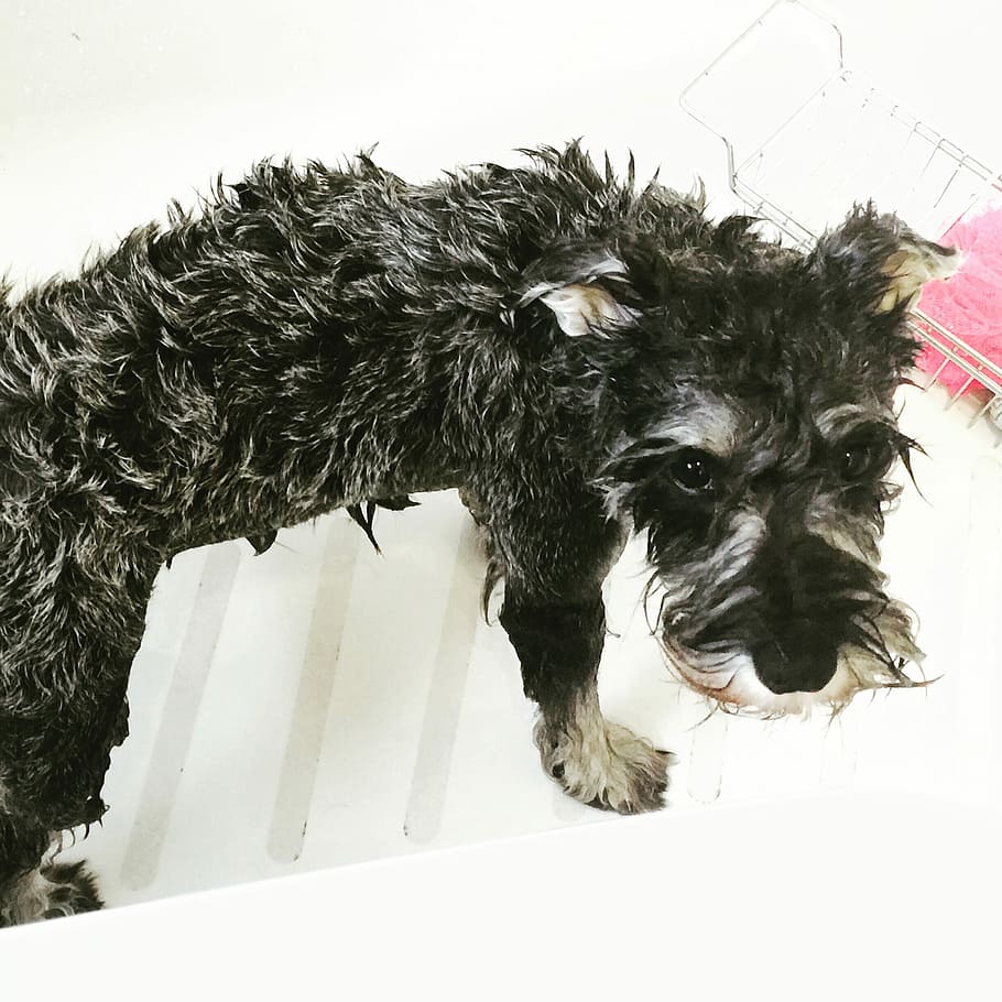 Dog, Schnauzer, Bath, Time, Crestfallen, bath time, unhappy HD wallpaper