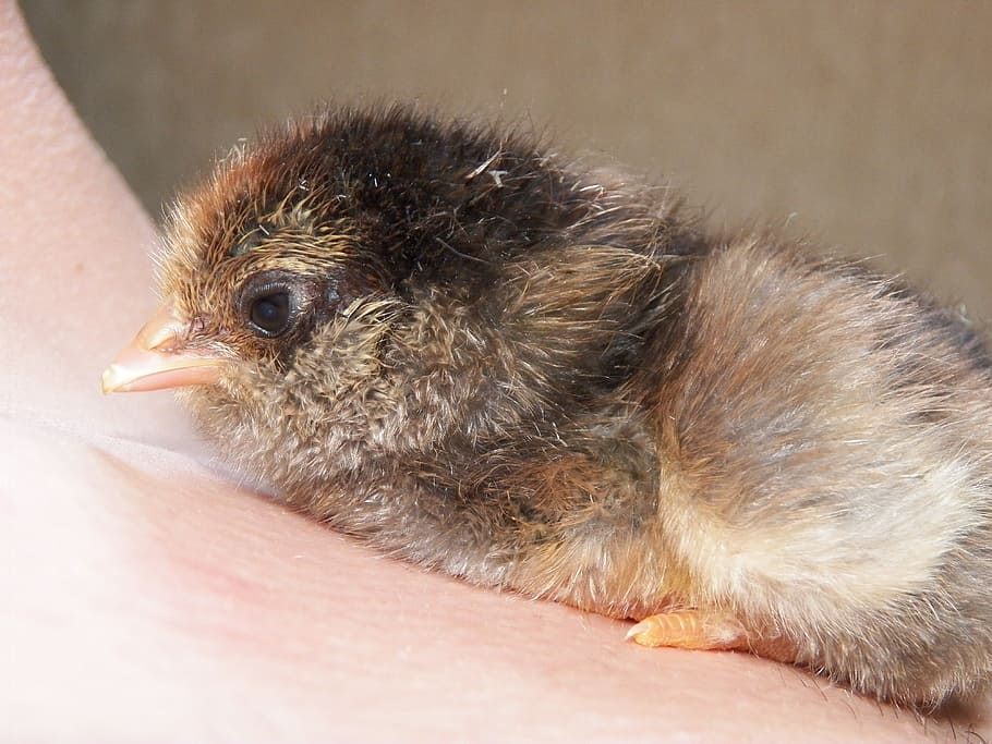 chick, chicken, farm, hatching, farm animals, poultry, chicken farm HD wallpaper