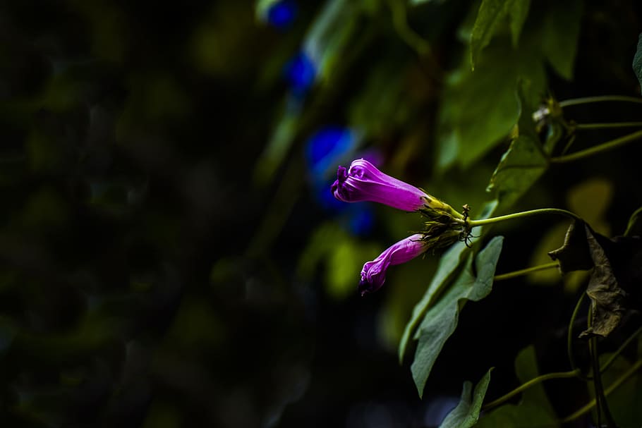 Flowers, Flora, Spring, Purple, Violet, green, cluster, nature HD wallpaper