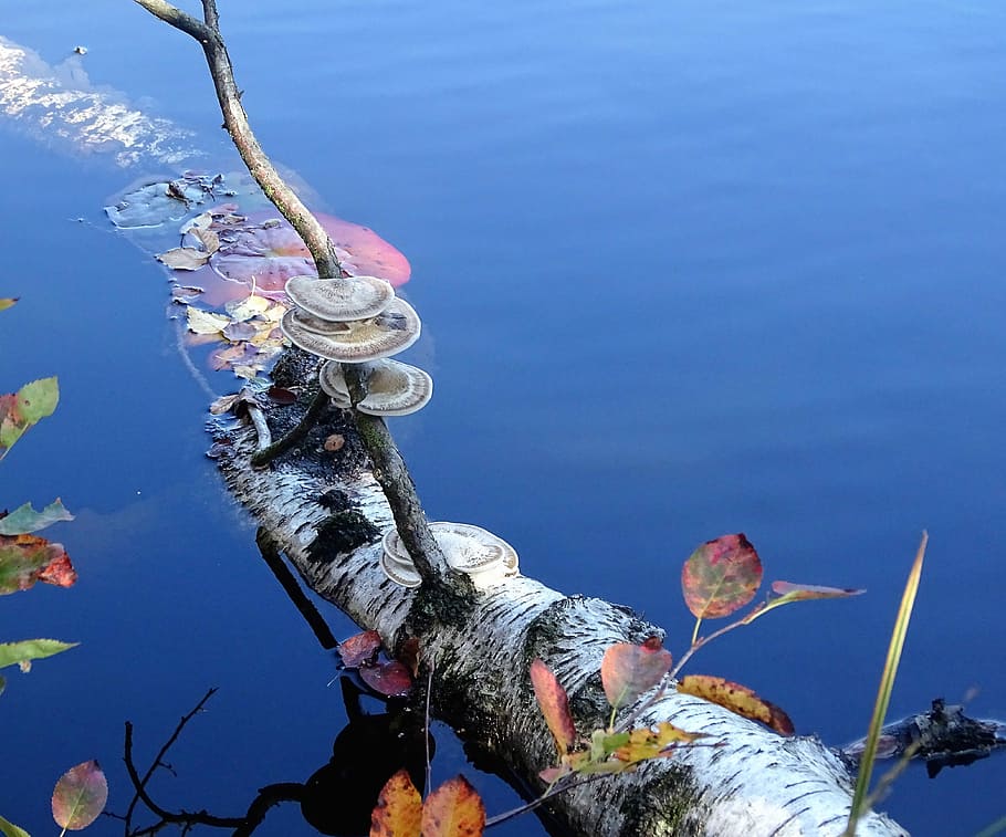 mushrooms, tree trunk, water, day, nature, blue, no people HD wallpaper