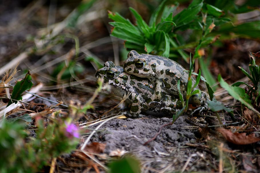 frog, nature, subalpine forest frog, animal themes, animal wildlife HD wallpaper