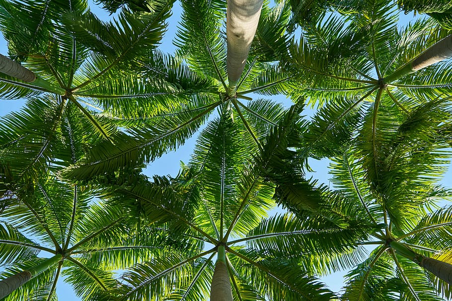 worm view photography of green tropical trees, landscape, background, HD wallpaper