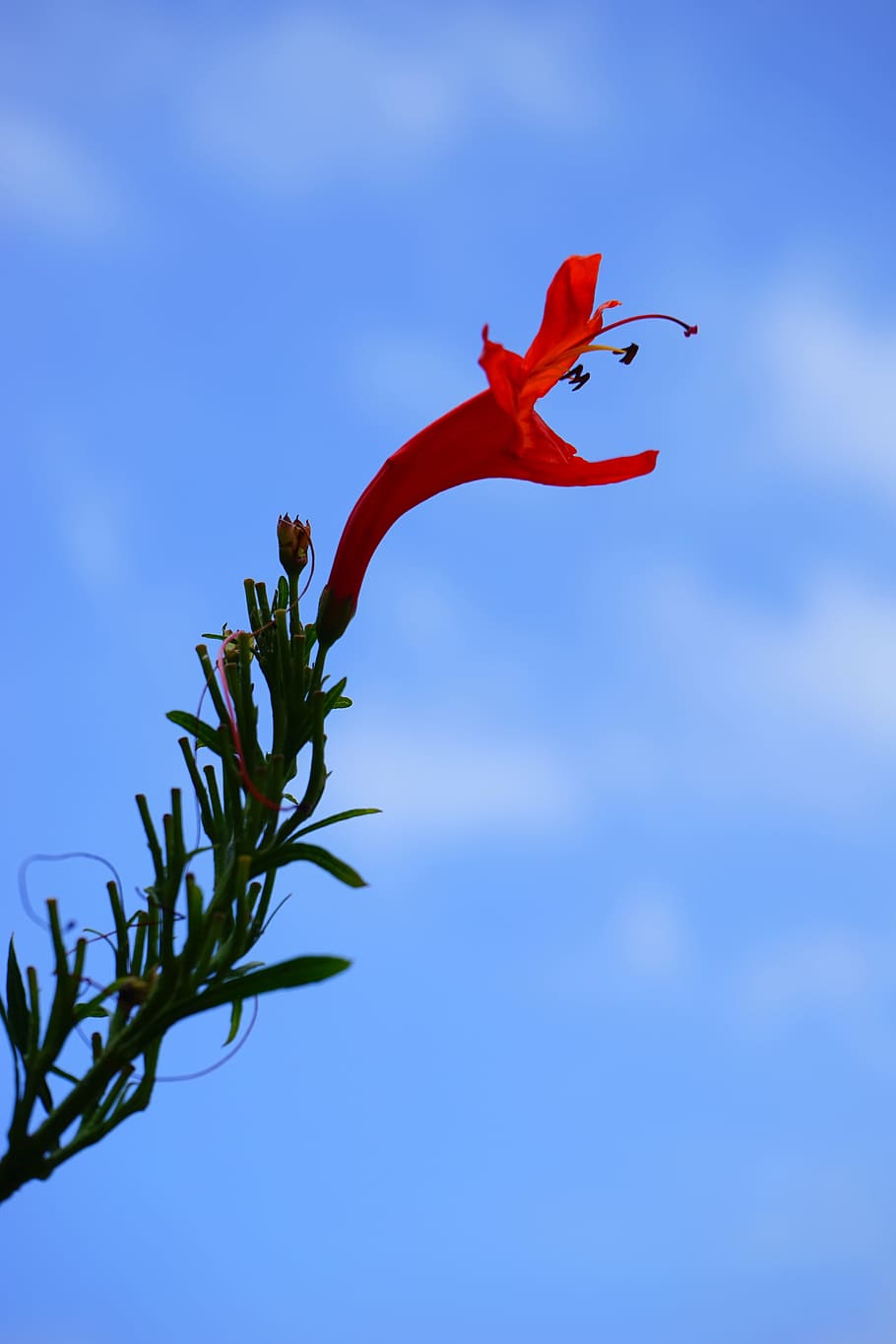 Blossom, Bloom, Red, Bush, evergreen bush, plant, cape honeysuckle HD wallpaper