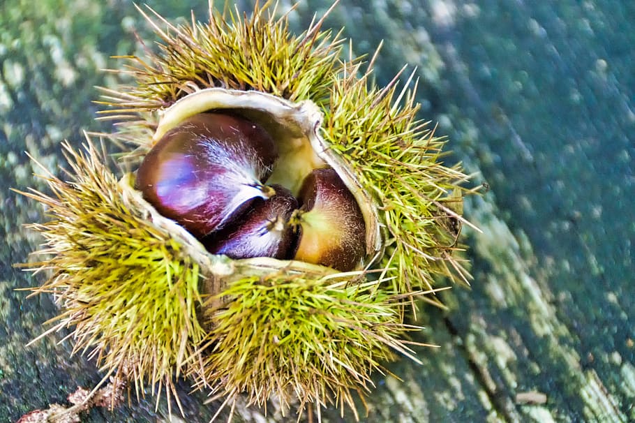 chestnut, three, nature, brown, chestnut - food, close-up, food and drink HD wallpaper