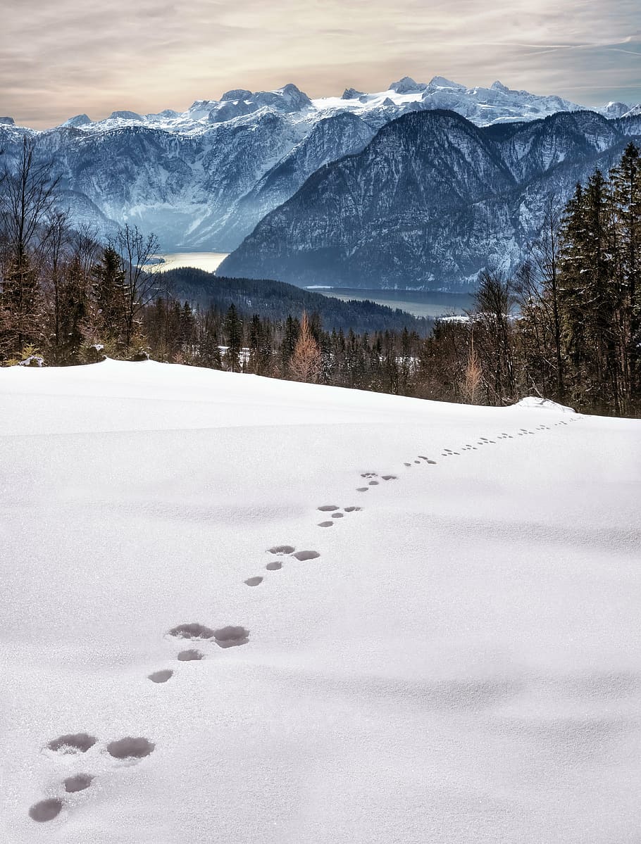 footprints on snow field, wintry, traces, winter magic, cold HD wallpaper