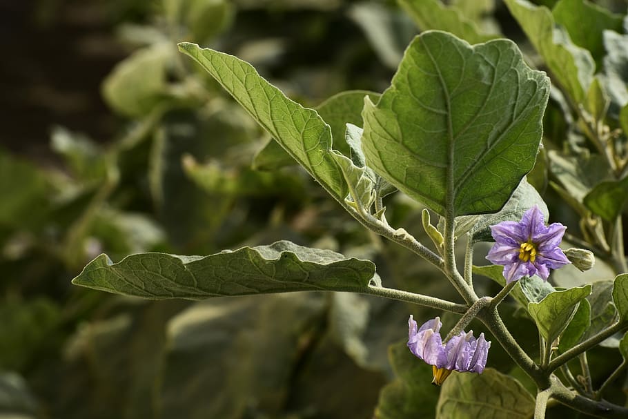 leaf, nature, flora, flower, purple, lovender, purple flowers HD wallpaper
