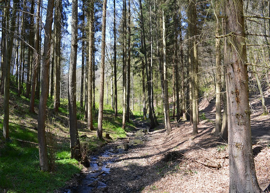 forest, trees, landscape, branch branches, forests, log, glade HD wallpaper