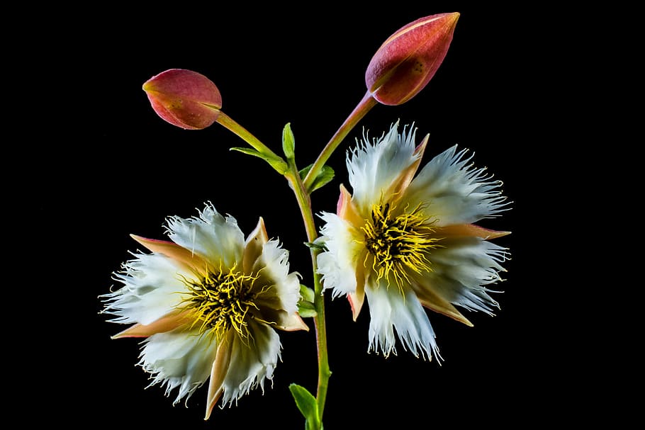 blossom, bloom, white, flowering twig, nature, plant, close-up HD wallpaper