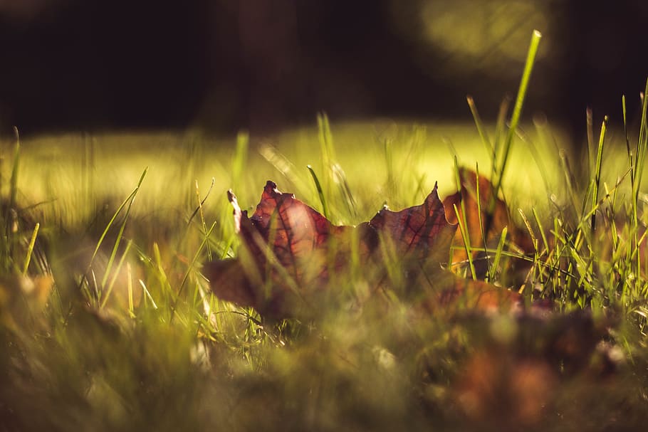 low-angle of dried leaf on grass, macro shot of red leaf, Closeup HD wallpaper