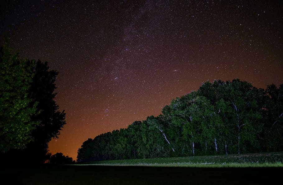 photo of green leafed trees, night, star, sky, forest, landscape HD wallpaper