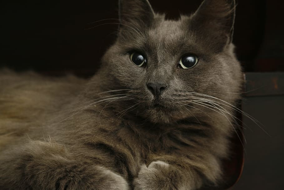 Cat, Kitten, Cute, Pet, Animal, grey, domestic, feline, kitty HD wallpaper