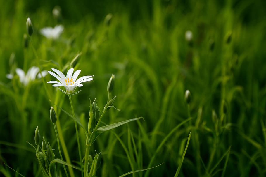 macro photography of daisy flower during daytime, bloom, blossom HD wallpaper
