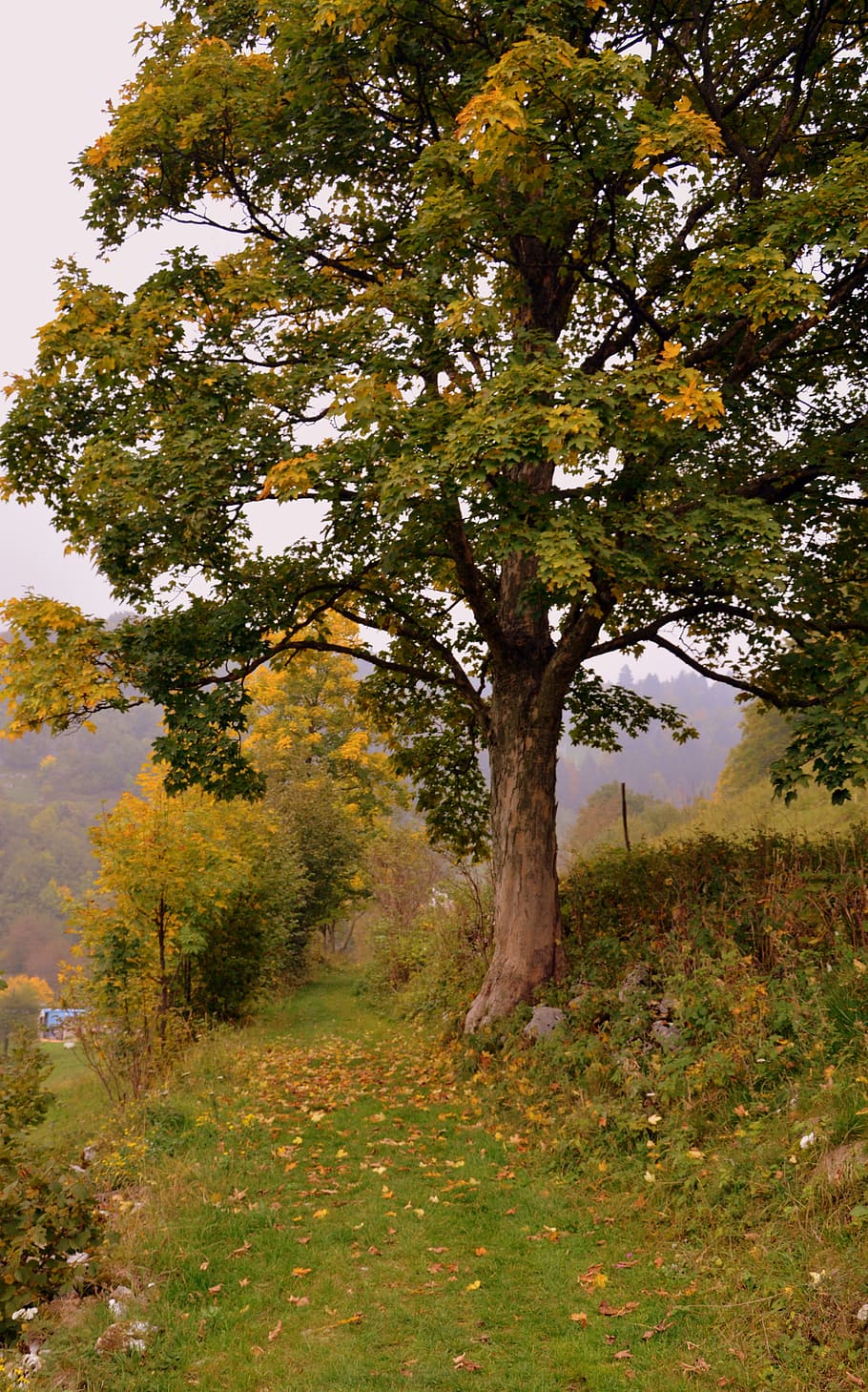 tree, autumn, trail, excursion, nature, mountain, the european path HD wallpaper
