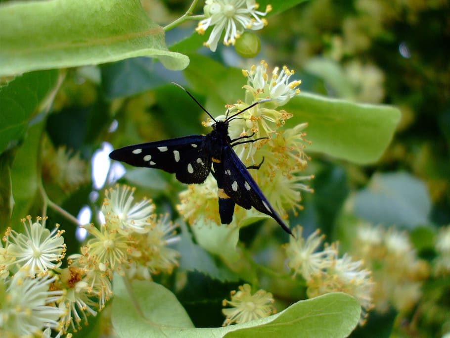 butterfly, insect, lime blossom, invertebrate, animal wildlife HD wallpaper
