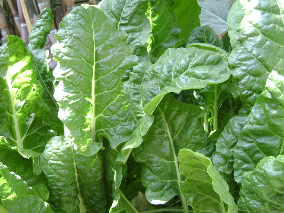 spinach, vegetable, fresh, organic, food, farm, garden, leaf HD wallpaper