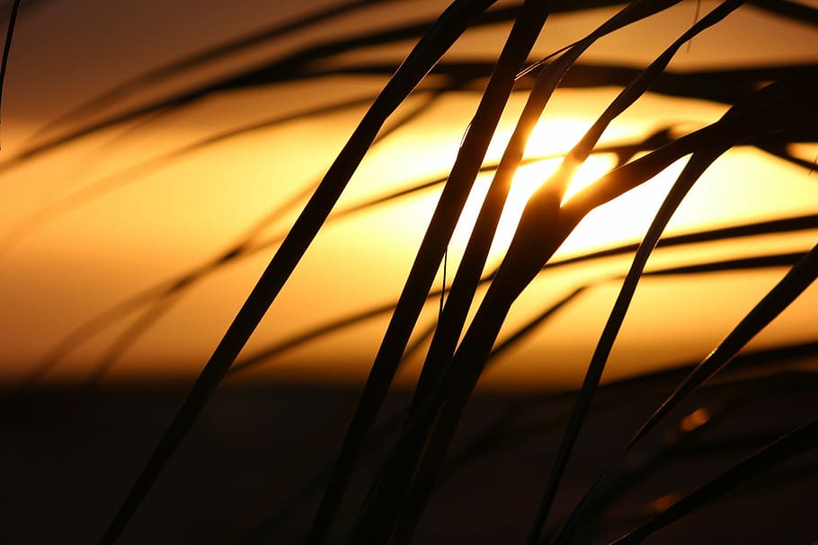silhouette of grass, cape verde, sunset, palm tree, yellow HD wallpaper