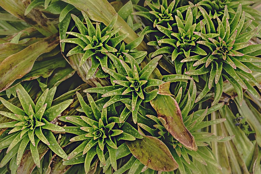 plant, rain, leaf, plant part, green color, growth, healthcare and medicine HD wallpaper