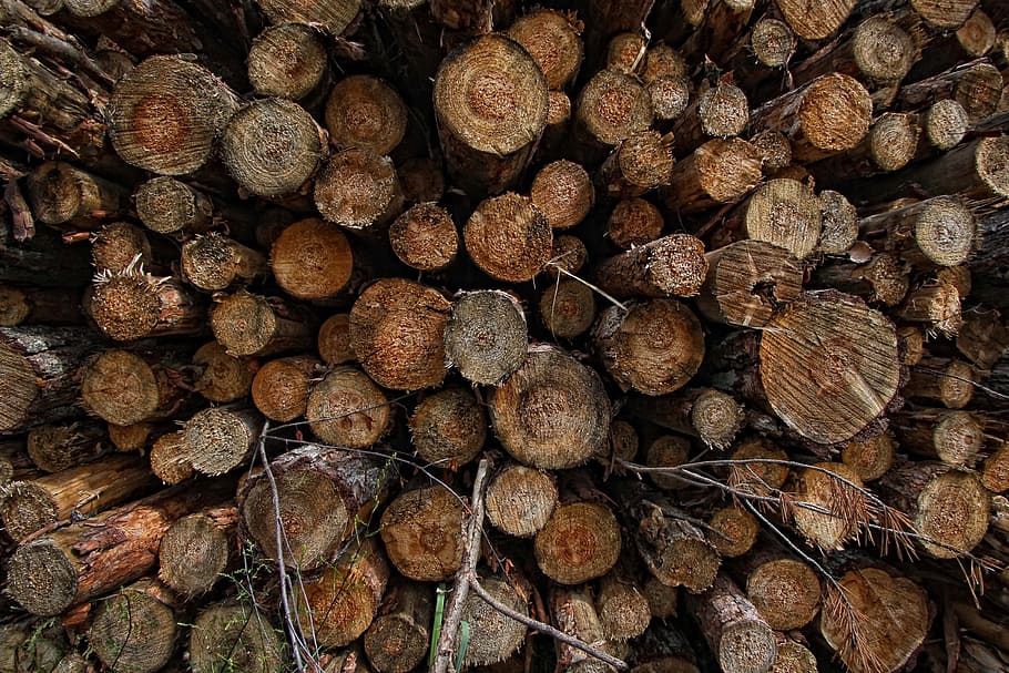 tree, wood, trunk, fuel, cut, nature, forest, the bark, full frame HD wallpaper