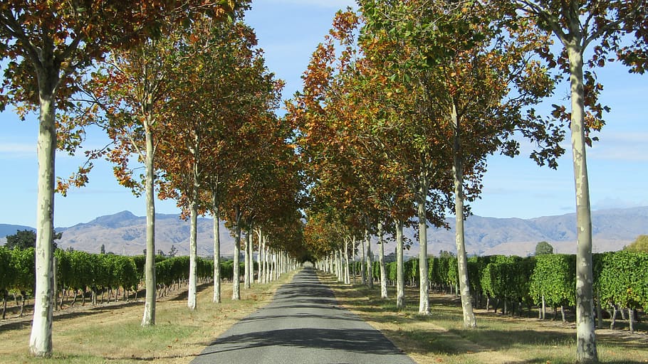 road, trees, mountains, vineyard, new zealand, scenic, row HD wallpaper