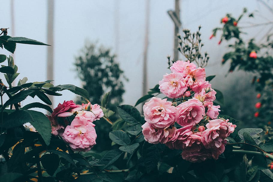 closeup photo of pink petaled flowers, two pink flowers near fog HD wallpaper
